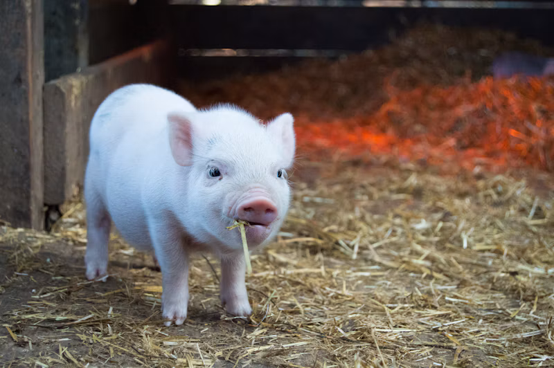Nutrição Animal